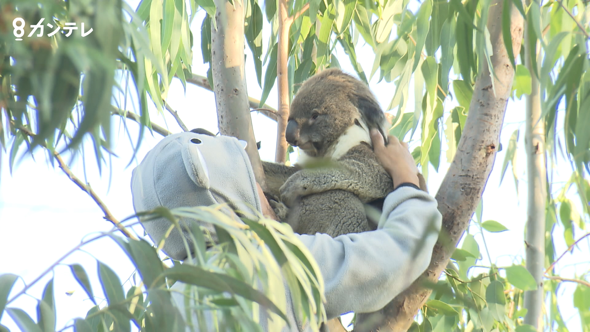 特集 さよなら コアラの アーク 動物園での最後の日 アークが見せた ある行動 に訪れた人も涙 特集 報道ランナー ニュース 関西 テレビ放送 カンテレ