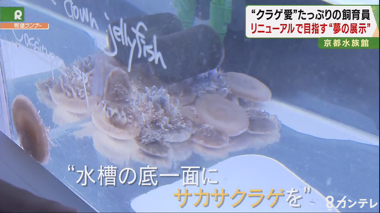 クラゲ愛 たっぷり 25歳の飼育員 リニューアルで目指した 夢の展示 京都水族館 特集 報道ランナー ニュース 関西テレビ放送 カンテレ クラゲ愛 たっぷり 25歳の飼育員 リニューアルで目指した 夢の展示 京都水族館 特集 報道ランナー ニュース 関西テレビ放送 カンテレ