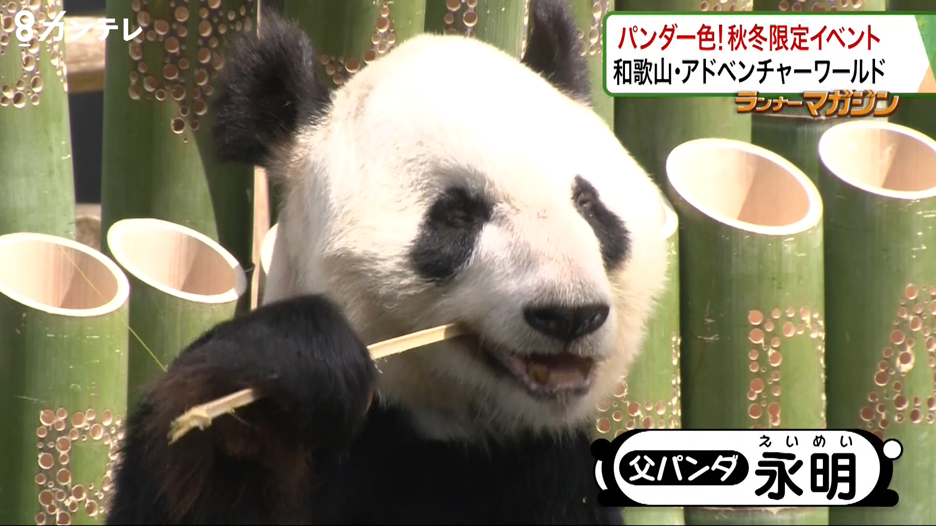 パンダ一色 秋冬限定イベントを満喫 ﾗﾝﾅｰﾏｶﾞｼﾞﾝ 特集 報道ランナー ニュース 関西テレビ放送 カンテレ