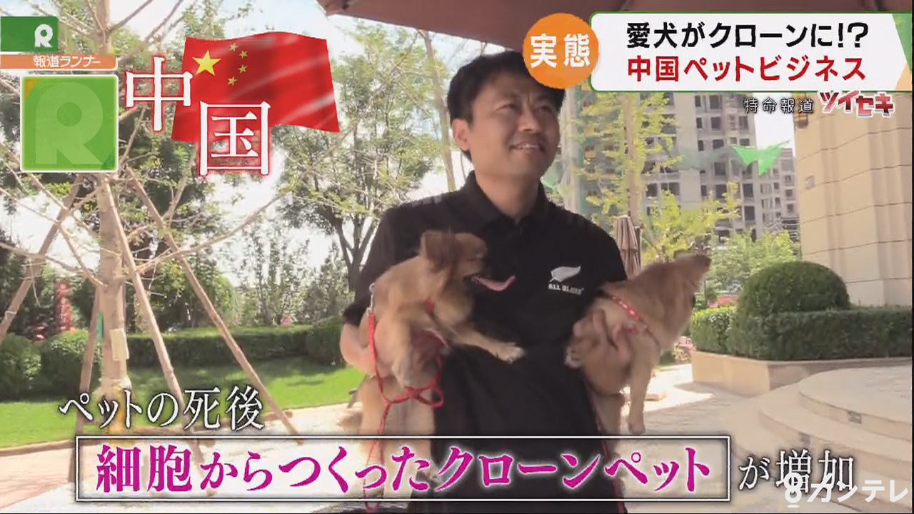 死んだ愛犬の細胞 から作られた そっくりな犬 クローンペット が中国で増加 優秀な犬のクローンは 500万円 以上にも 特集 報道ランナー ニュース 関西テレビ放送 カンテレ