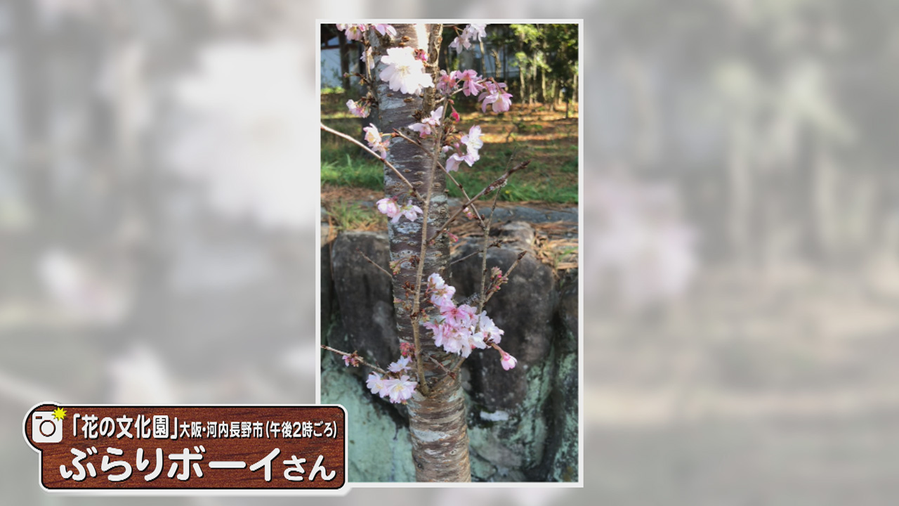 「まるで春のよう…十月桜」（河内長野市）