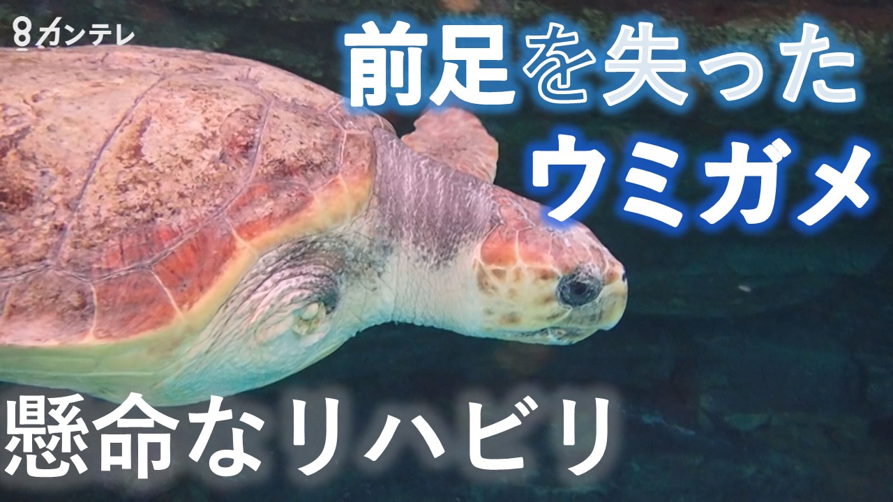 前足を失った ウミガメ 再び海で泳ぐために 神戸スマスイ で懸命なリハビリ 特集 報道ランナー ニュース 関西テレビ放送 カンテレ