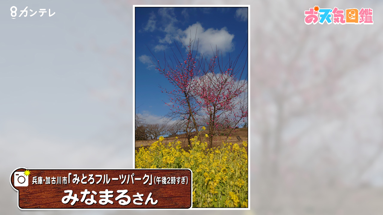 「春らしいカラフルな景色」（兵庫・加古川市）