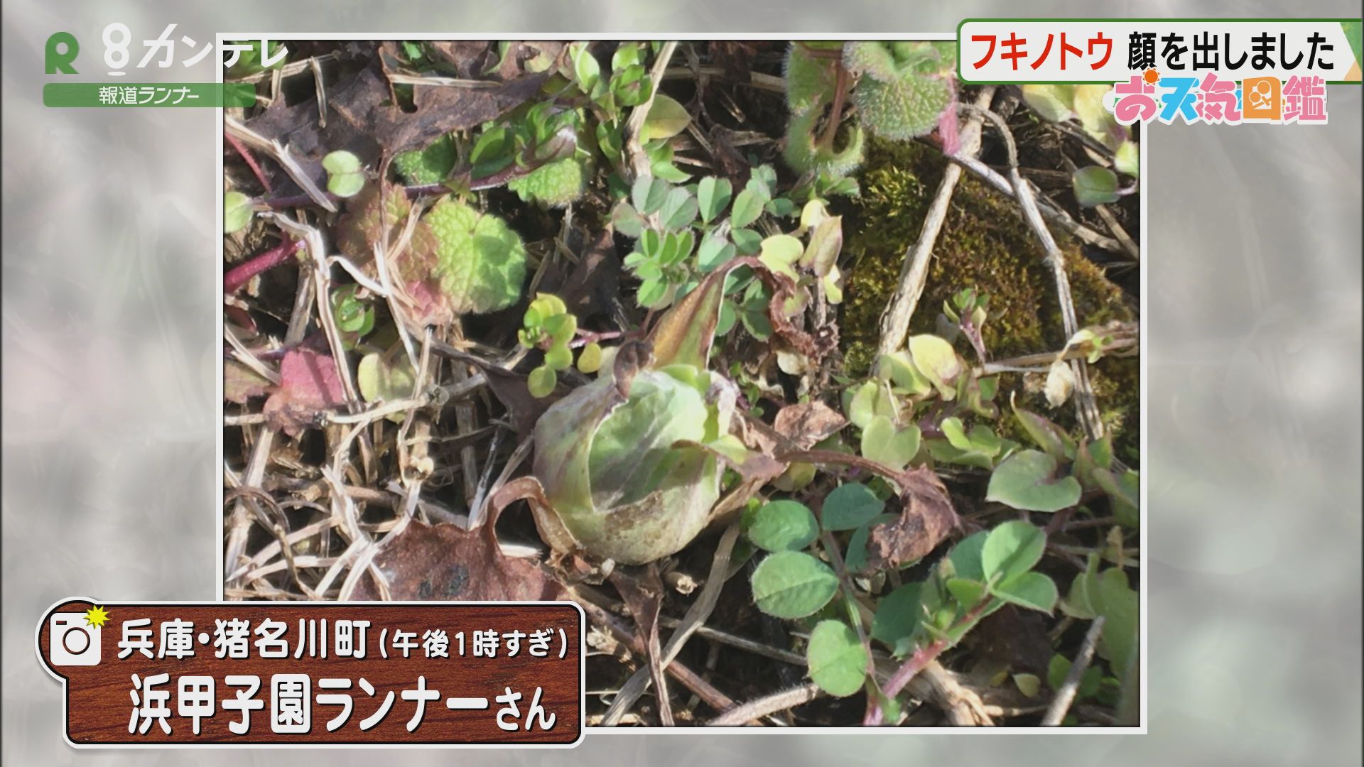 「フキノトウが顔を出しました」（兵庫・猪名川町）