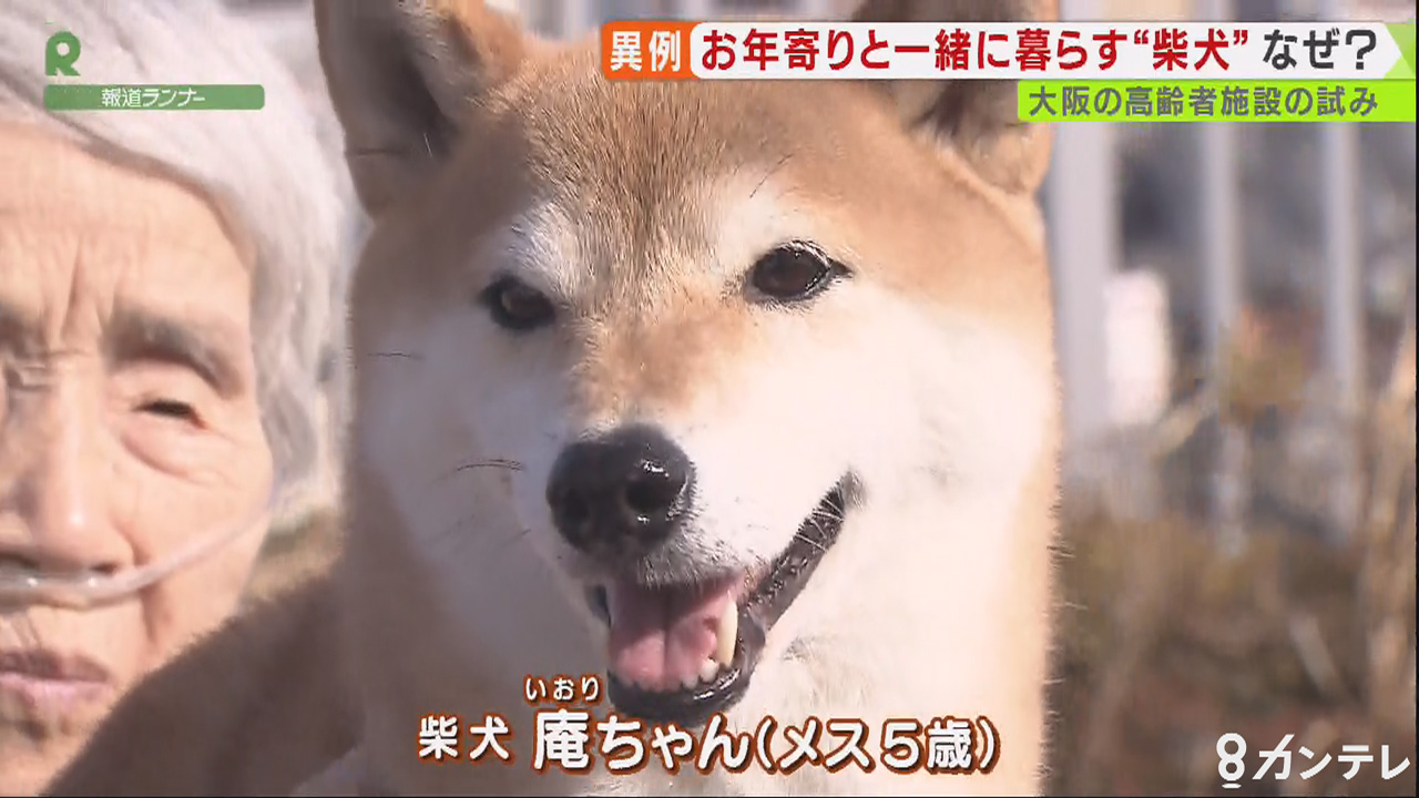 柴犬に癒される 特別養護老人ホーム 動物と一緒に暮らす 西日本で唯一の試み 特集 報道ランナー ニュース 関西テレビ放送 カンテレ