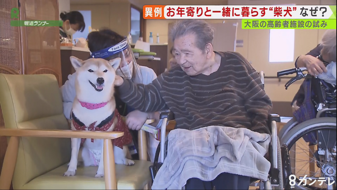 柴犬に癒される 特別養護老人ホーム 動物と一緒に暮らす 西日本で唯一の試み 特集 報道ランナー ニュース 関西テレビ放送 カンテレ