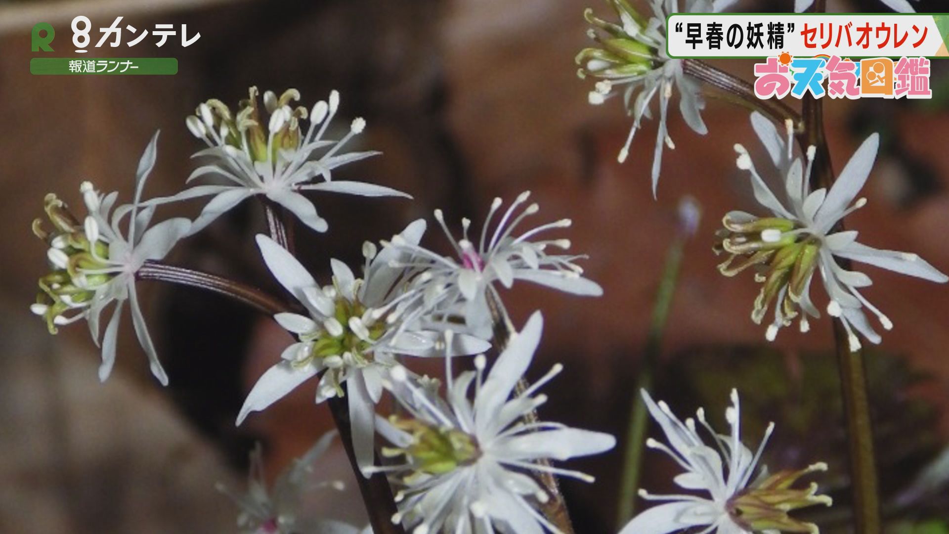 春の妖精 兵庫 高御位山 お天気図鑑 報道ランナー ニュース 関西テレビ放送 カンテレ 春の妖精 兵庫 高御位山 お天気図鑑 報道ランナー ニュース 関西テレビ放送 カンテレ