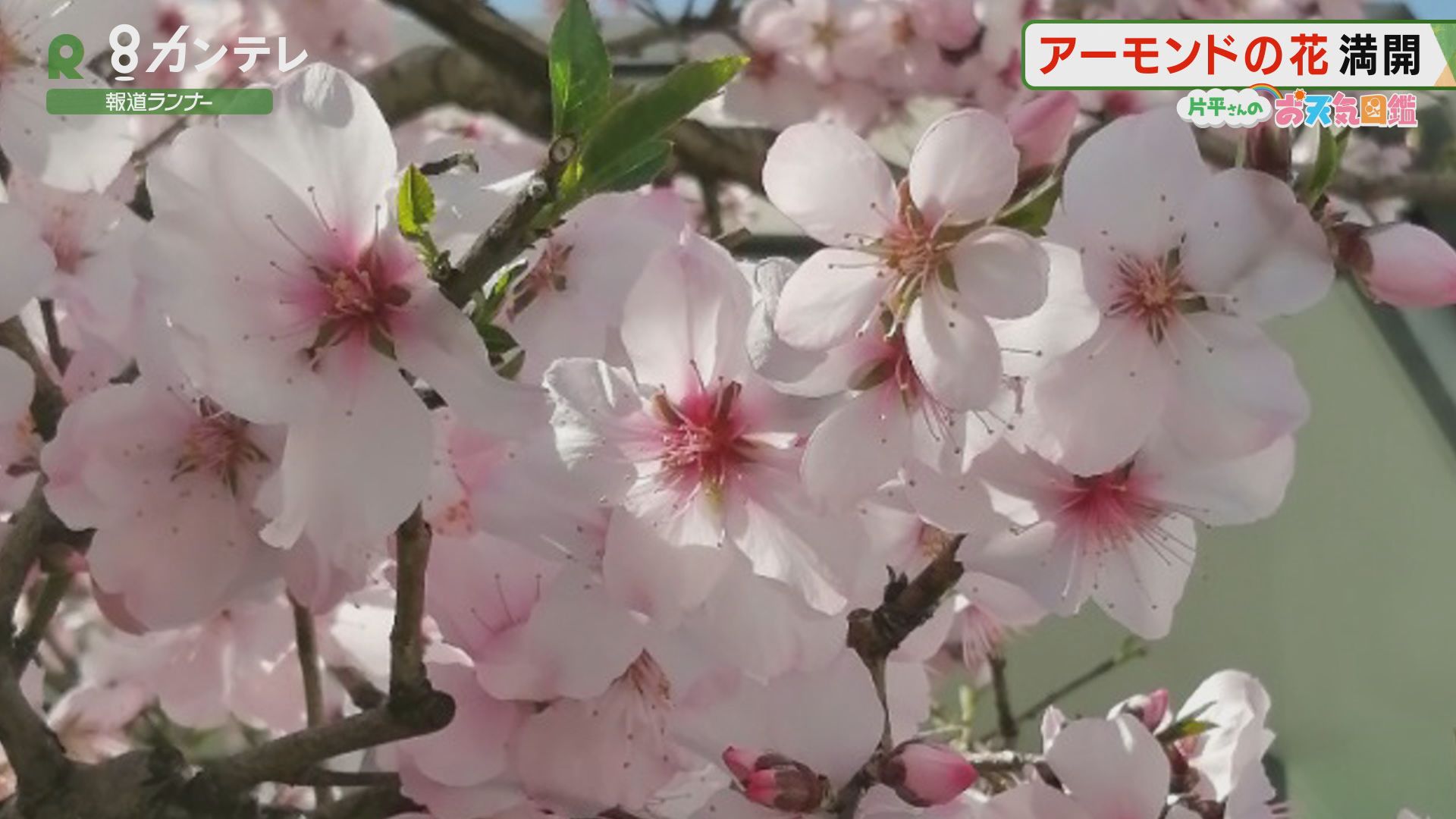 アーモンドの花が満開 大阪 富田林市 お天気図鑑 報道ランナー ニュース 関西テレビ放送 カンテレ