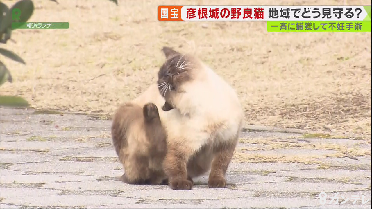 目指すは“ひこにゃん“　苦情よせられる彦根城の『野良猫』を地域で見守る理由