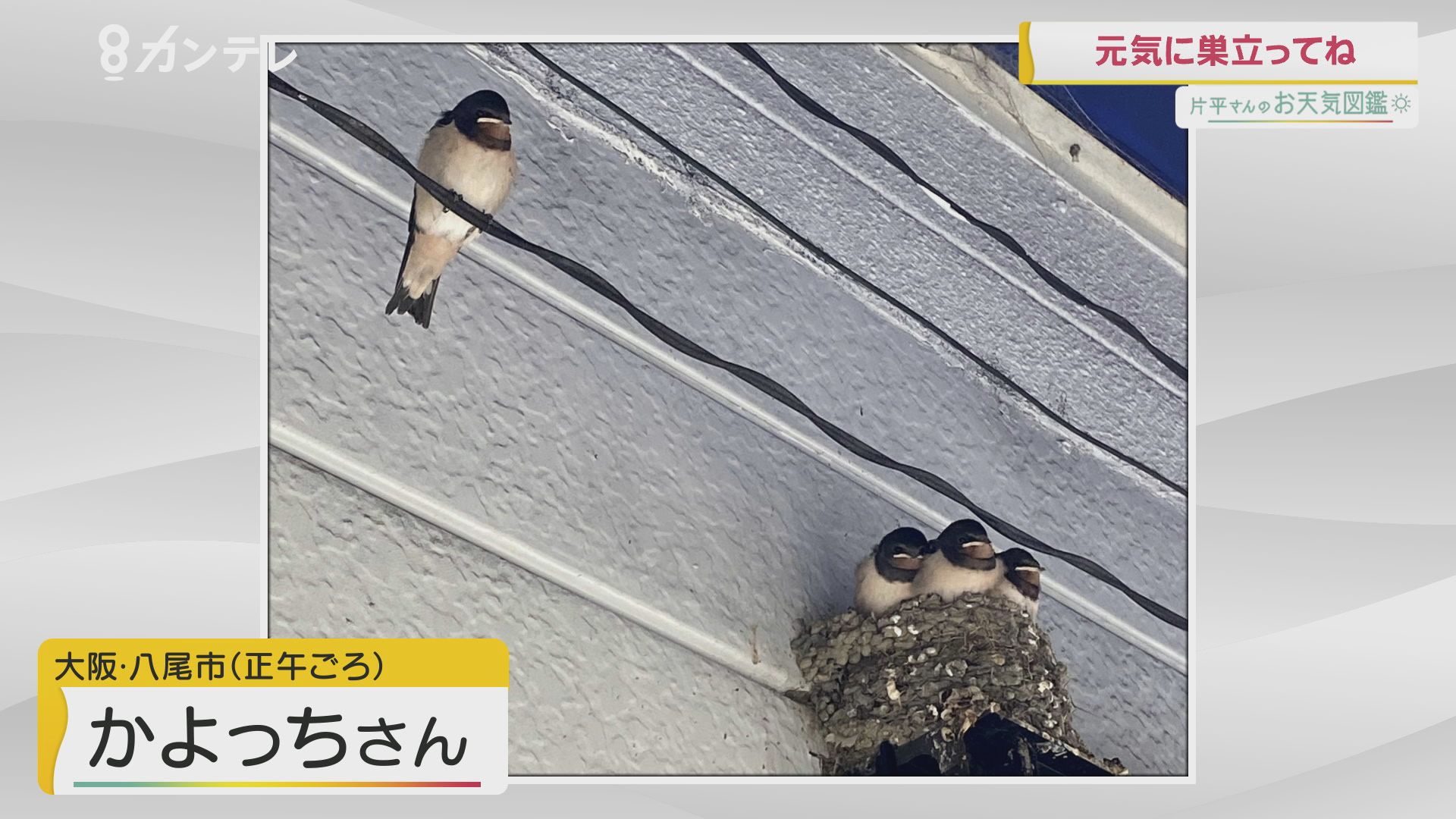 「もうすぐ巣立ち？ツバメの子どもたち」（大阪・八尾市）