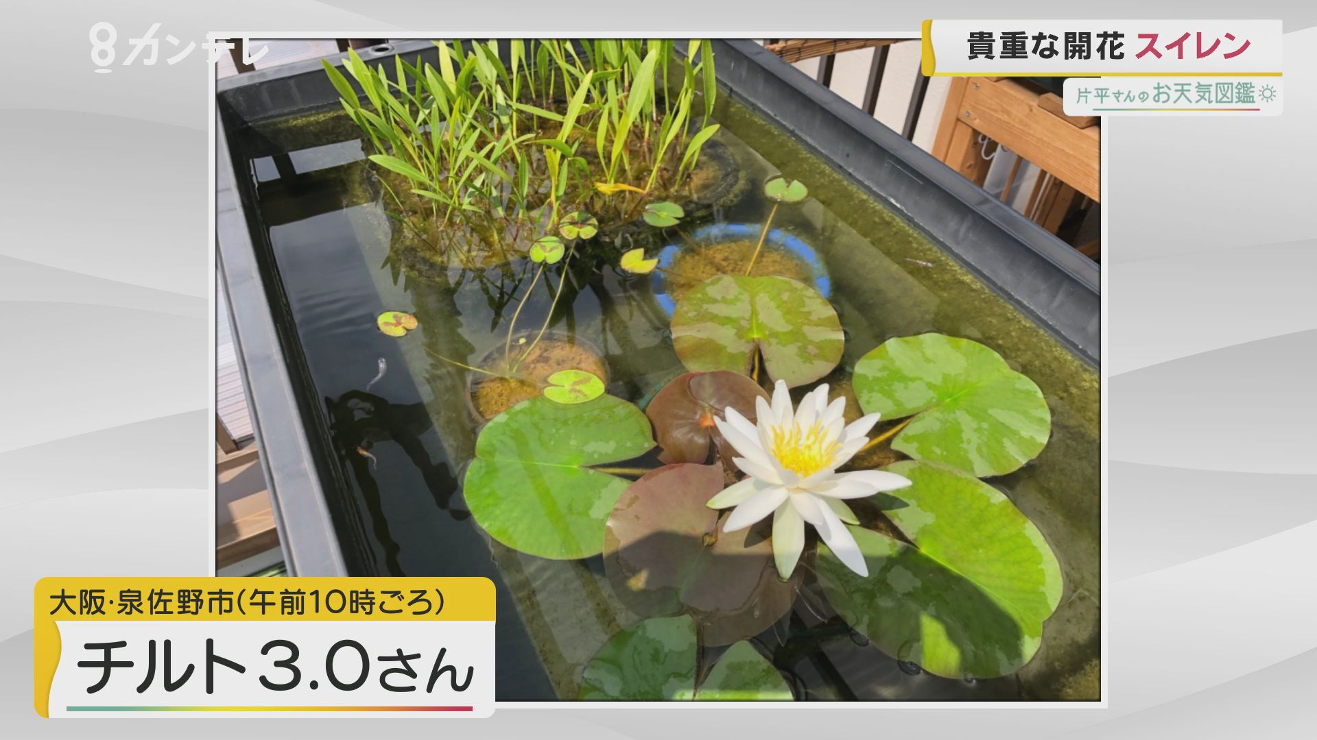 スイレンの花 大阪 泉佐野市 お天気図鑑 報道ランナー ニュース 関西テレビ放送 カンテレ