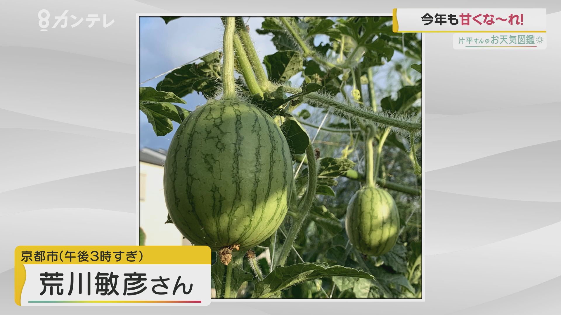 家庭菜園のスイカ 京都市 お天気図鑑 報道ランナー ニュース 関西テレビ放送 カンテレ