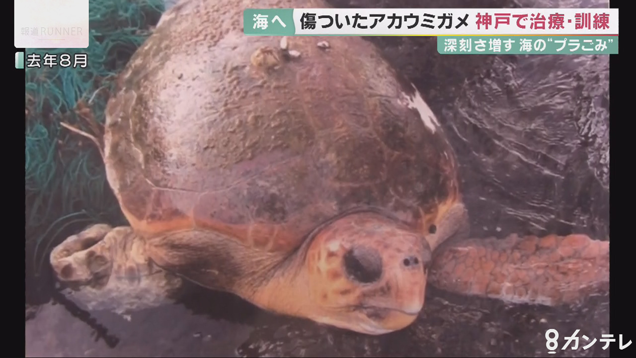 片足を失ったウミガメ ふるさとの日本海へ 生きる希望を託して「リブ」と名付けられ… | 特集 | 関西テレビニュース | ニュース | 関西