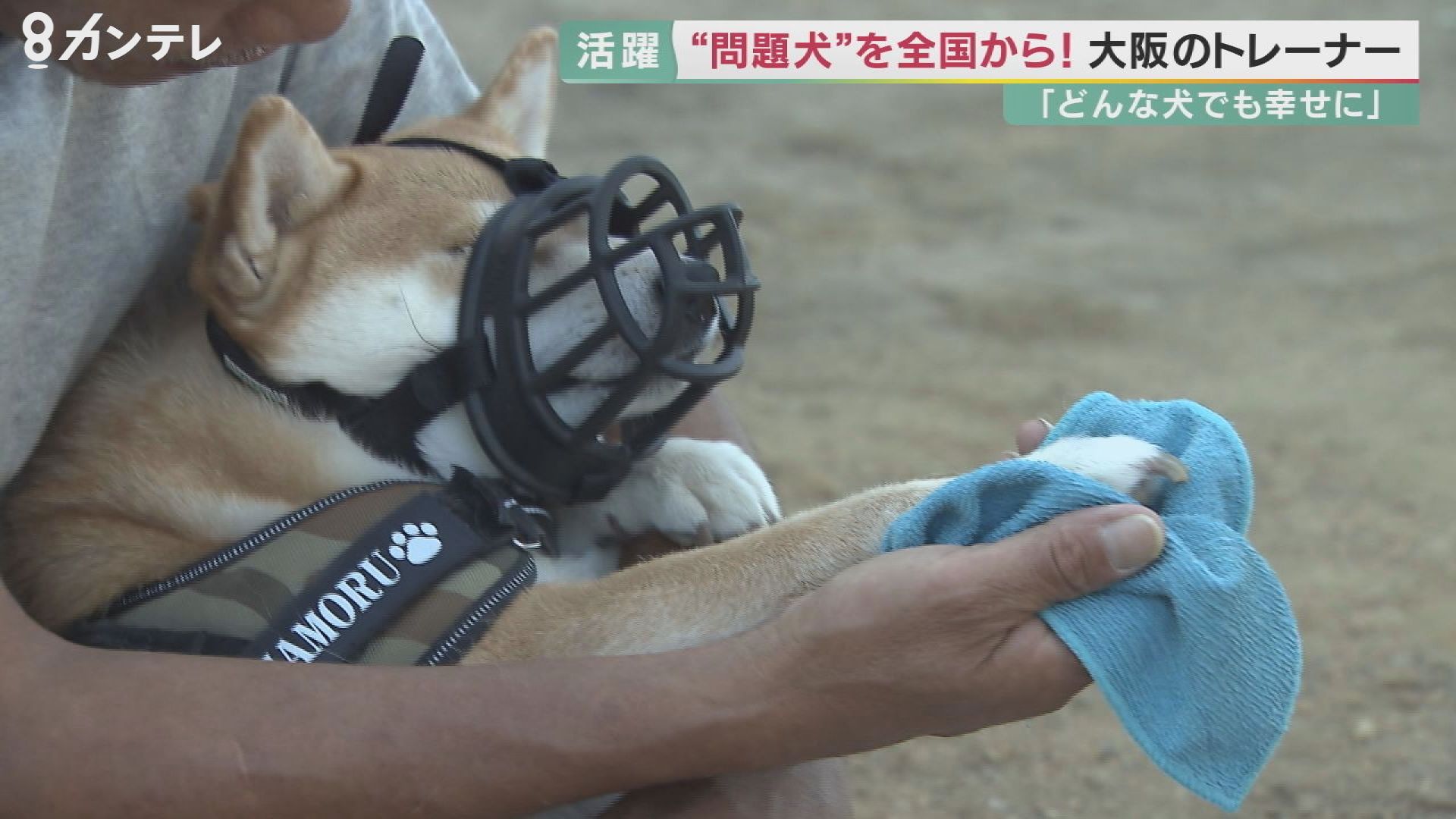 問題行動 専門のドッグトレーナー ポチパパ 犬と心通わし 目指す 殺処分ゼロ 特集 報道ランナー ニュース 関西テレビ放送 カンテレ 問題行動 専門のドッグトレーナー ポチパパ 犬と心通わし 目指す 殺処分ゼロ 特集 報道ランナー ニュース 関西テレビ放送 カンテレ