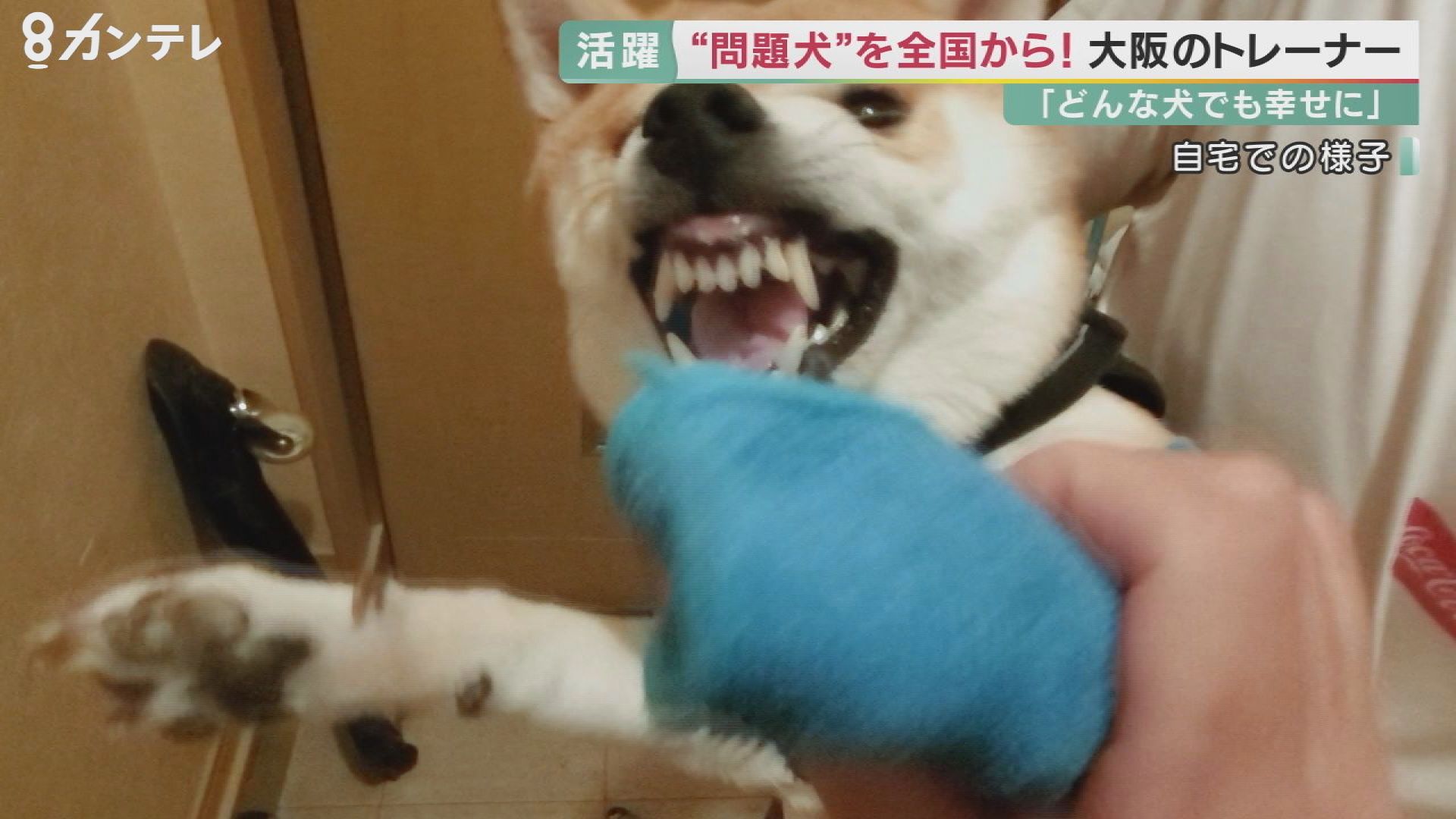 問題行動 専門のドッグトレーナー ポチパパ 犬と心通わし 目指す 殺処分ゼロ 特集 報道ランナー ニュース 関西テレビ放送 カンテレ