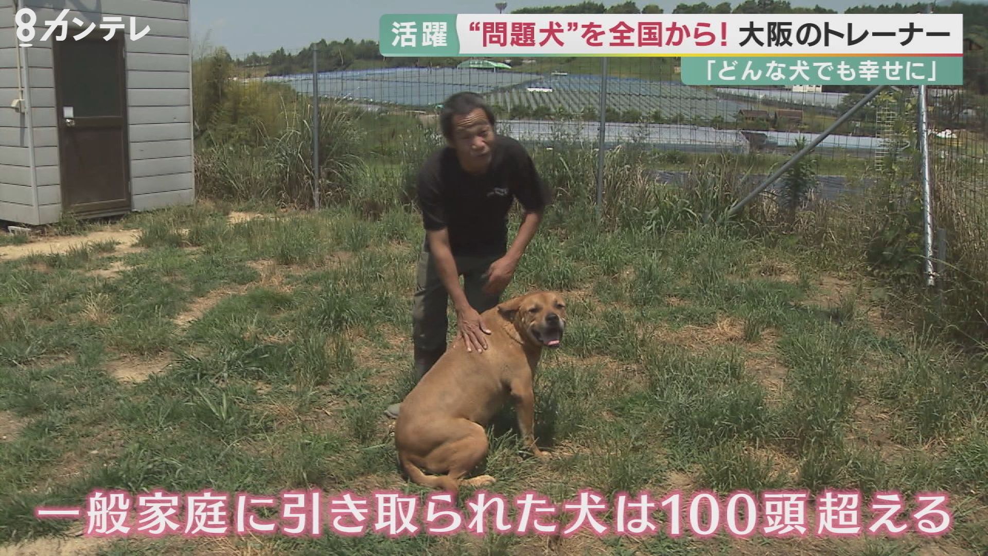 問題行動 専門のドッグトレーナー ポチパパ 犬と心通わし 目指す 殺処分ゼロ 特集 報道ランナー ニュース 関西テレビ放送 カンテレ 問題行動 専門のドッグトレーナー ポチパパ 犬と心通わし 目指す 殺処分ゼロ 特集 報道ランナー ニュース 関西テレビ放送 カンテレ