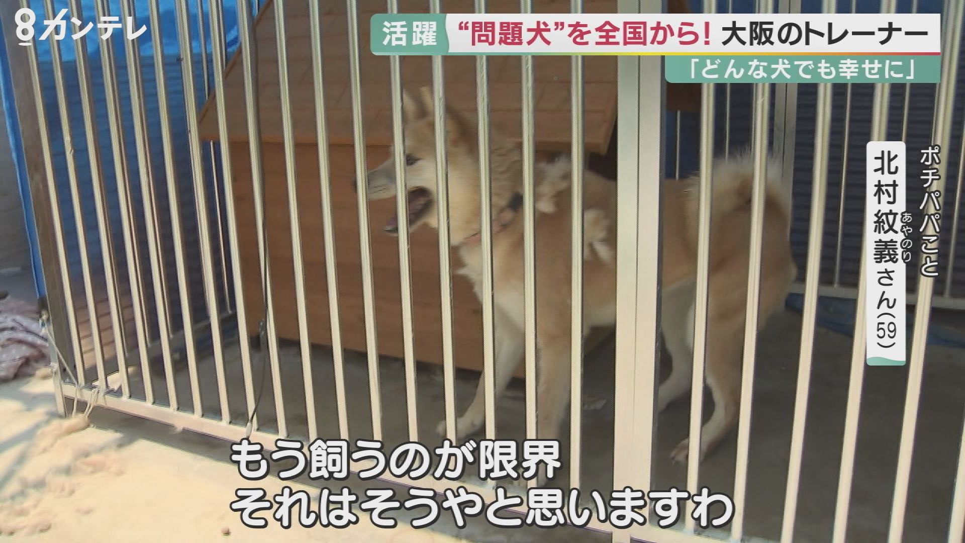 問題行動 専門のドッグトレーナー ポチパパ 犬と心通わし 目指す 殺処分ゼロ 特集 報道ランナー ニュース 関西テレビ放送 カンテレ 問題行動 専門のドッグトレーナー ポチパパ 犬と心通わし 目指す 殺処分ゼロ 特集 報道ランナー ニュース 関西テレビ放送 カンテレ