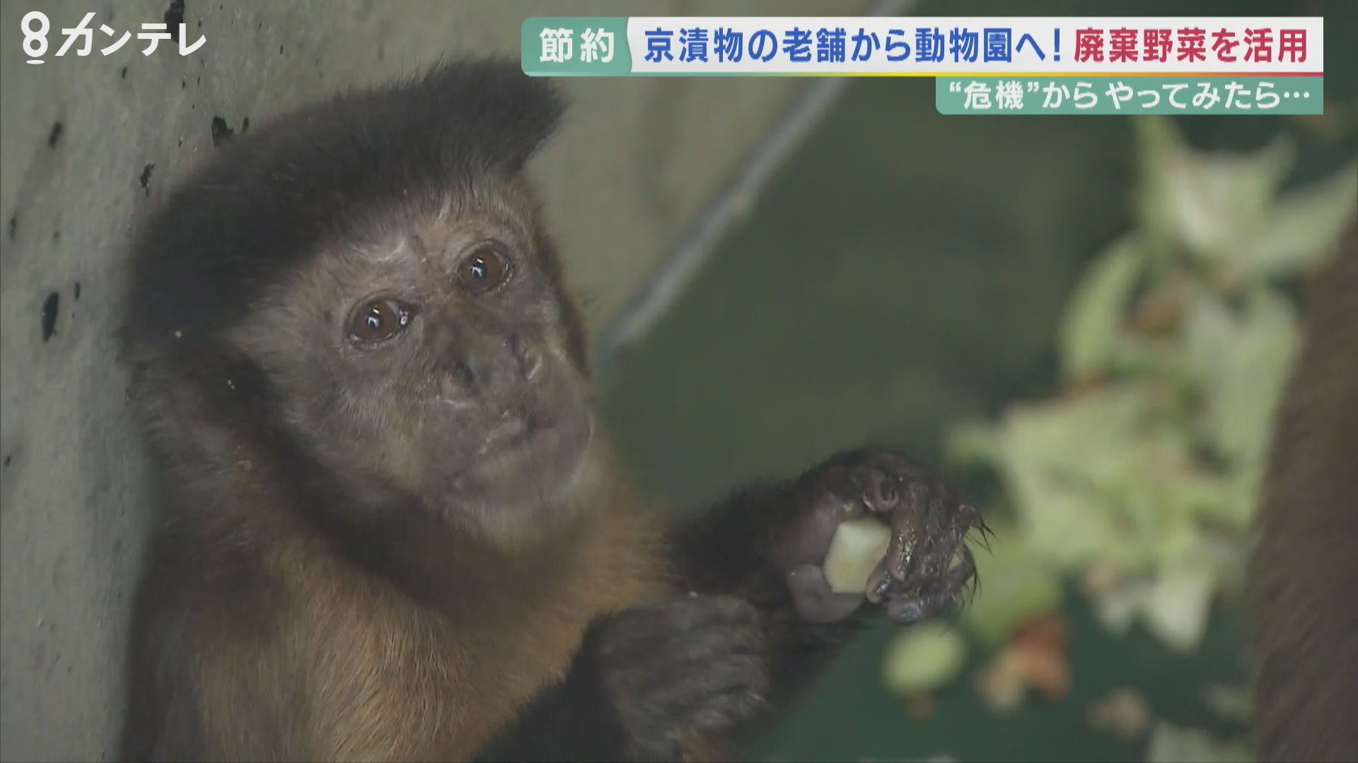 財政難…京都市動物園の節約法「エサは寄付で」 　漬物店から造園業者まで…地域で広がる寄付の輪