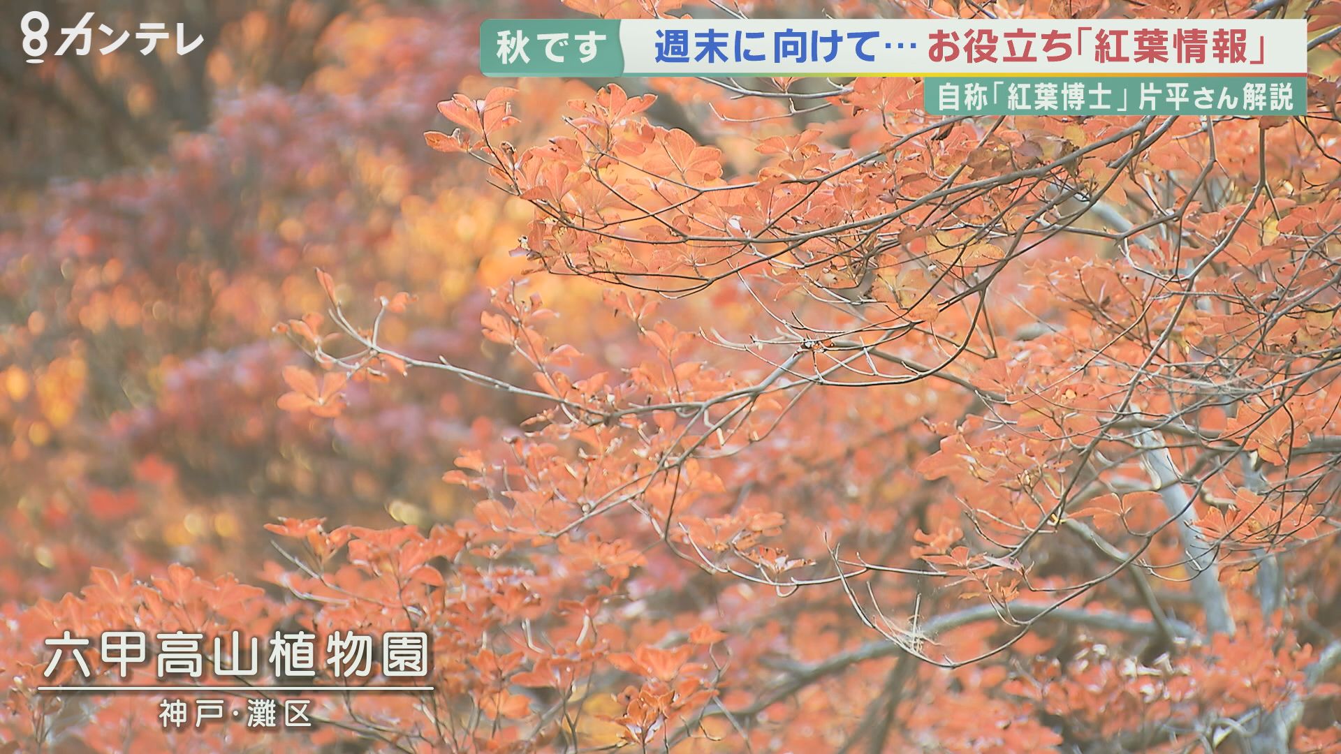 【解説】今年の紅葉は「鮮やかで美しい」 その2つの理由 台風もほとんど来ておらず…11月は気温低く