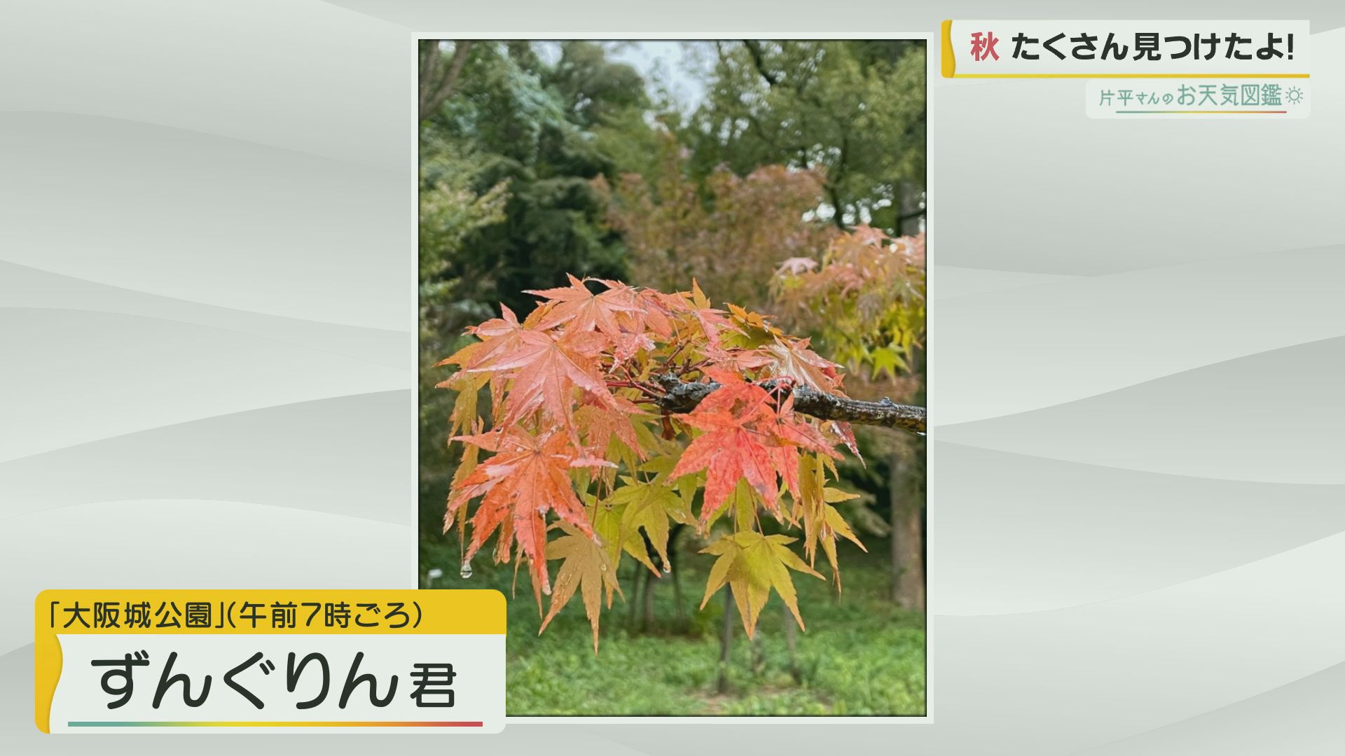 お天気図鑑 大阪城公園でたくさん秋みつけたよ お天気図鑑 報道ランナー ニュース 関西テレビ放送 カンテレ