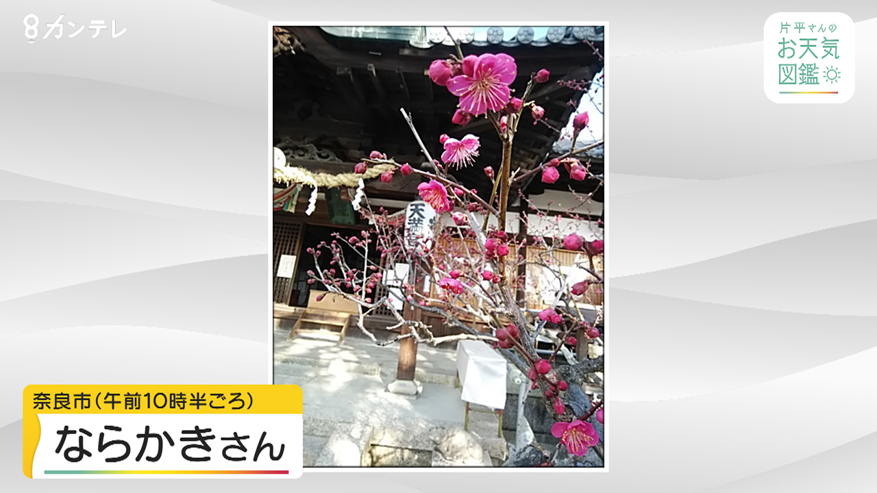 ［お天気図鑑］菅原天満宮の梅　鮮やかなピンク色の花びら
