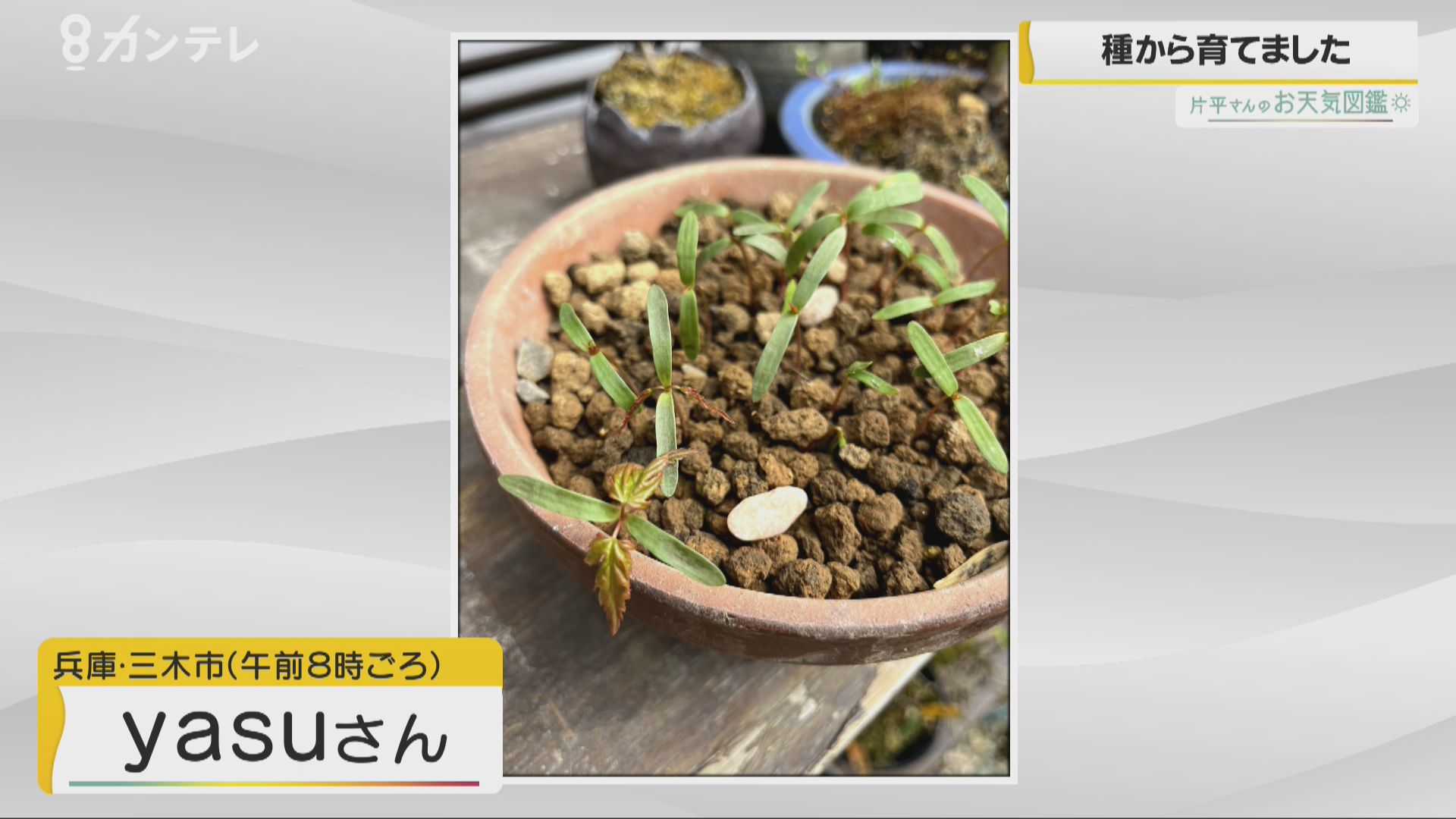 種から育てたもみじが新芽を（兵庫・三木市）