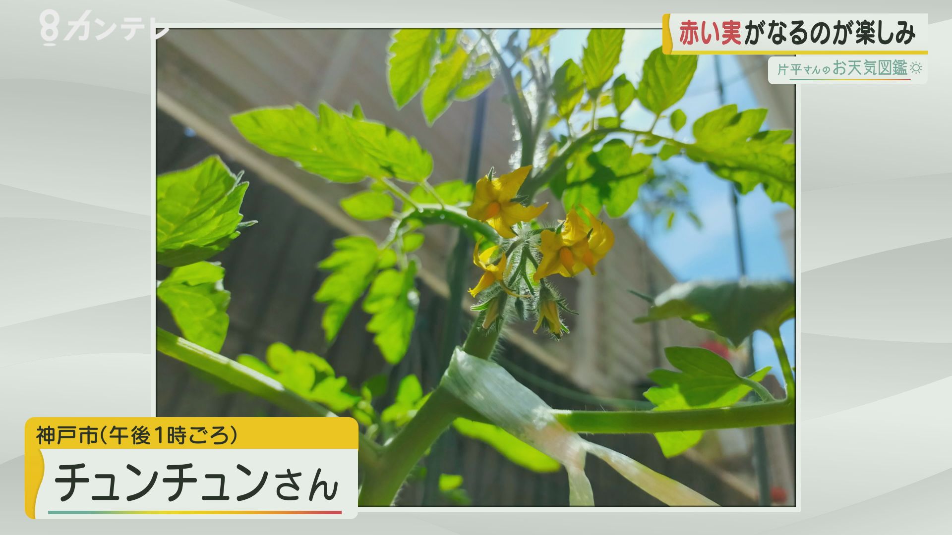 【お天気図鑑】ミニトマトの花　この時期に花を咲かせる夏野菜