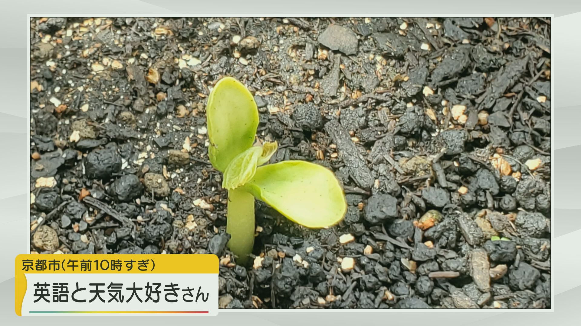 【お天気図鑑】夏の収穫に向けてゴーヤの芽（京都市）