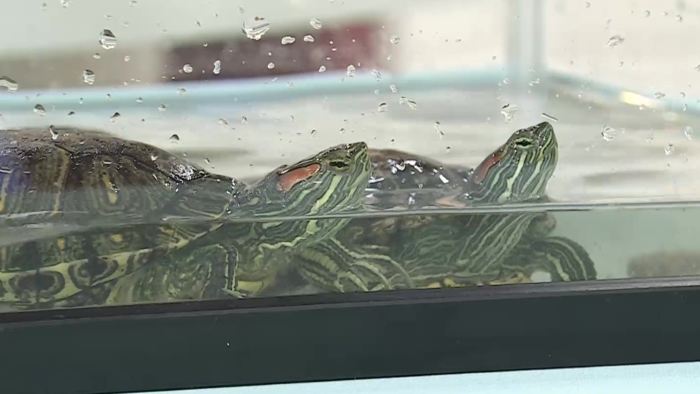 ペットとして推定計700万匹…ミドリガメとアメリカザリガニ“特定外来生物”入りか 検討中の法改正の中身とは