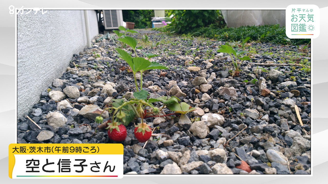 【お天気図鑑】砂利からイチゴ！？（大阪・茨木市）