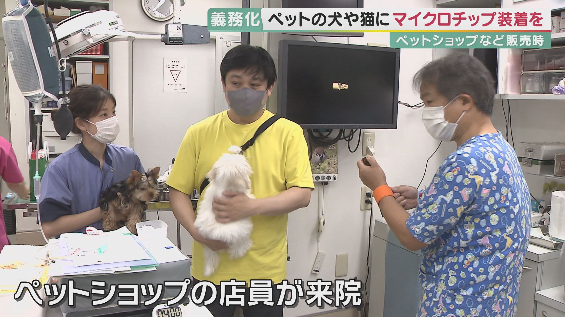 ペットと飼い主をデジタルでひも付け 販売時に装着義務化の犬 猫マイクロチップ 迷子や飼育放棄による殺処分を減らせ 特集 報道ランナー ニュース 関西テレビ放送 カンテレ