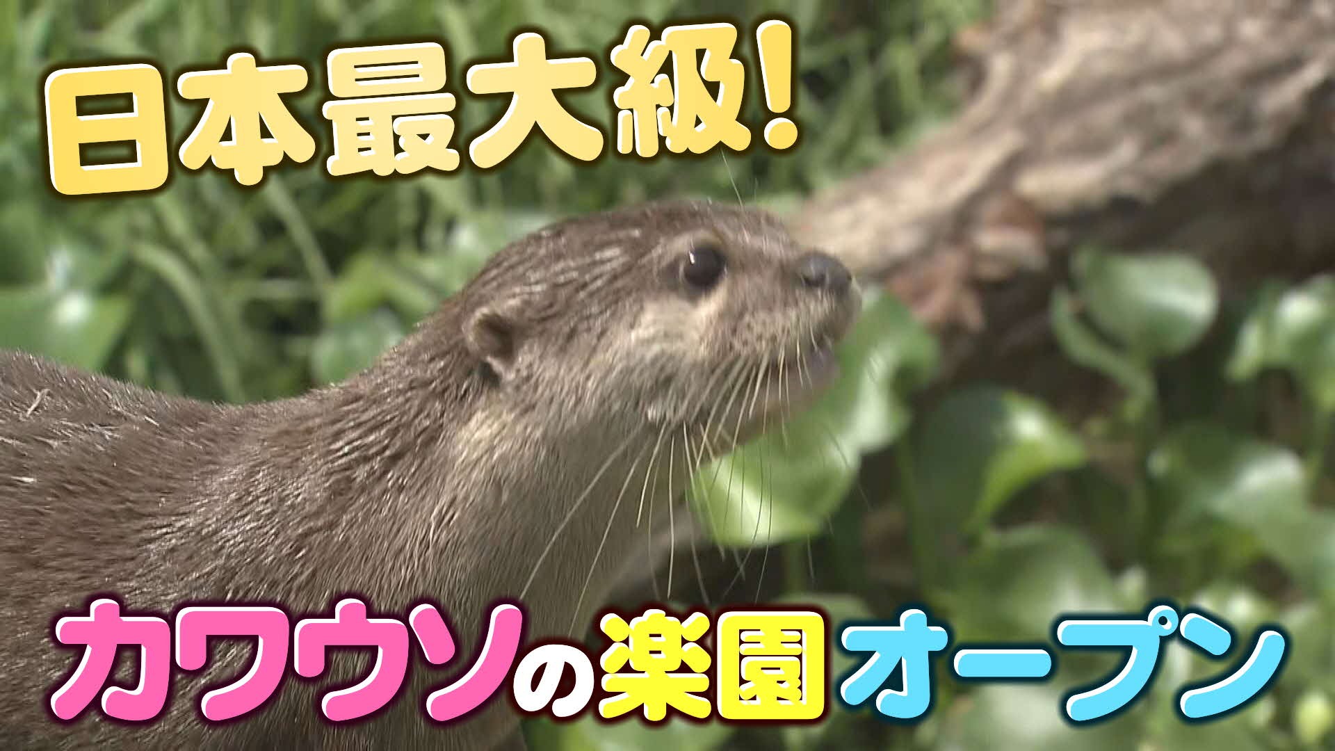 コツメカワウソの楽園 オッターサンクチュアリ がオープン 神戸どうぶつ王国に 日本最大級の展示エリア 特集 報道ランナー ニュース 関西テレビ放送 カンテレ