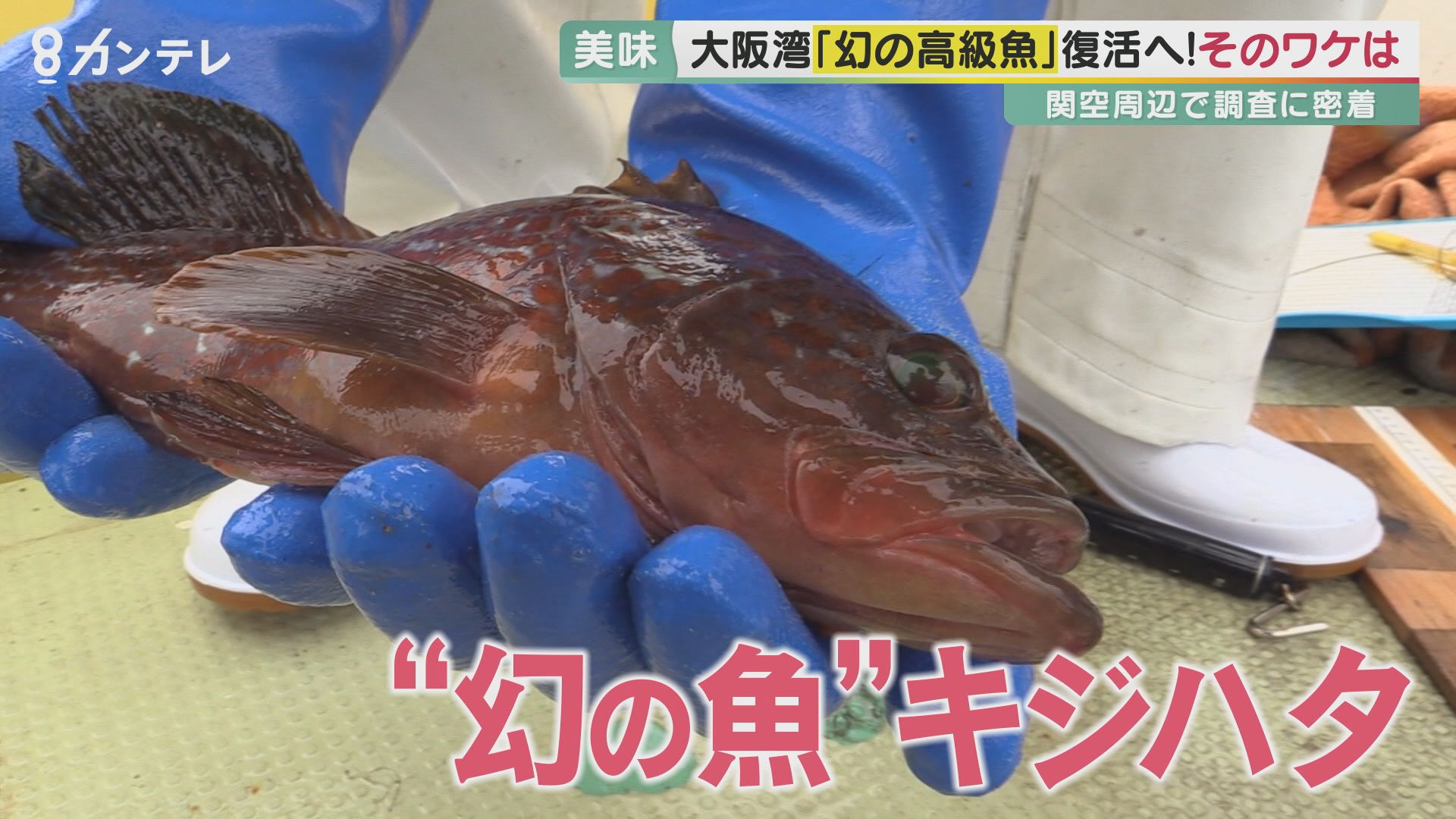 ニュース 魚 – 水産速報 – LUSAB