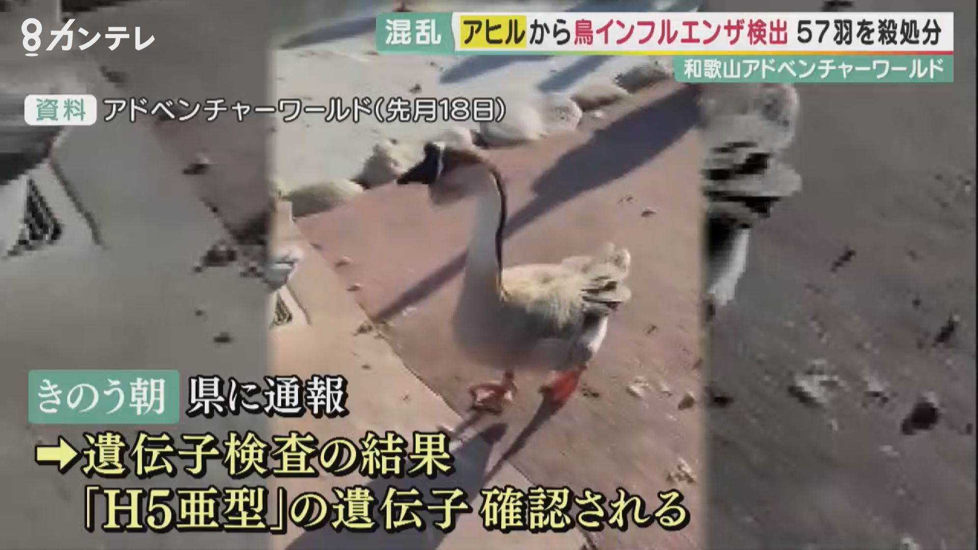 和歌山アドベンチャーワールドでアヒルから