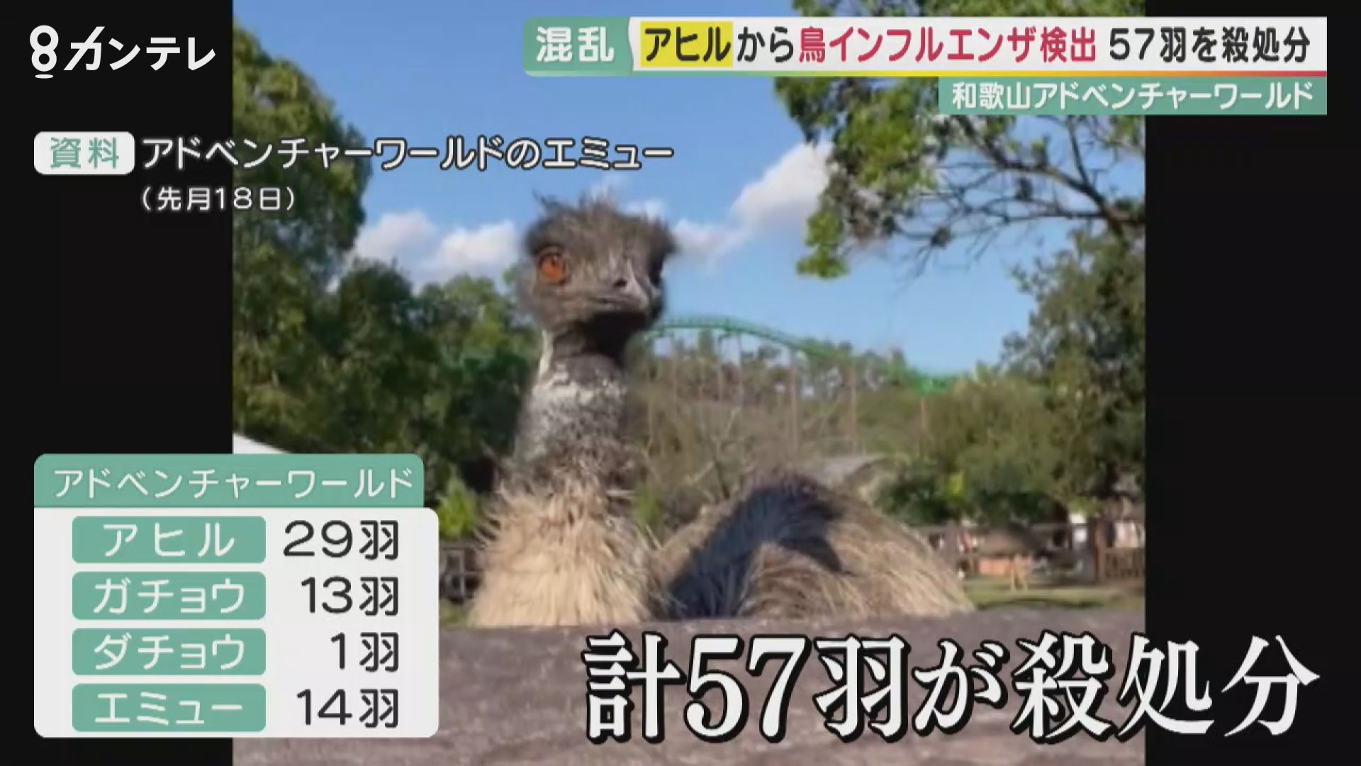 和歌山アドベンチャーワールドでアヒルから