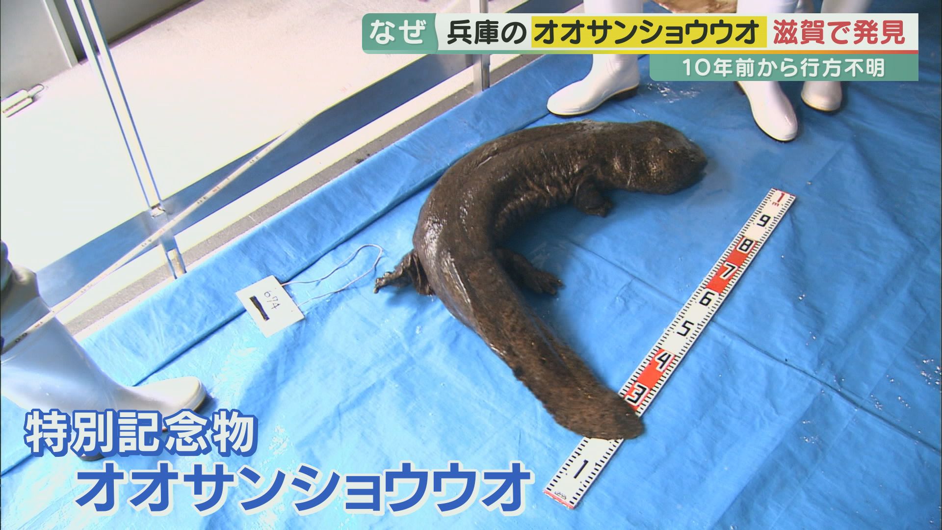 兵庫で行方不明になったオオサンショウウオ 10年後に滋賀で発見 許可のない捕獲・移動は法律違反も… 専門家は「誰かが持っていった以外考えられ ... - 221205 6j Sansyouo1