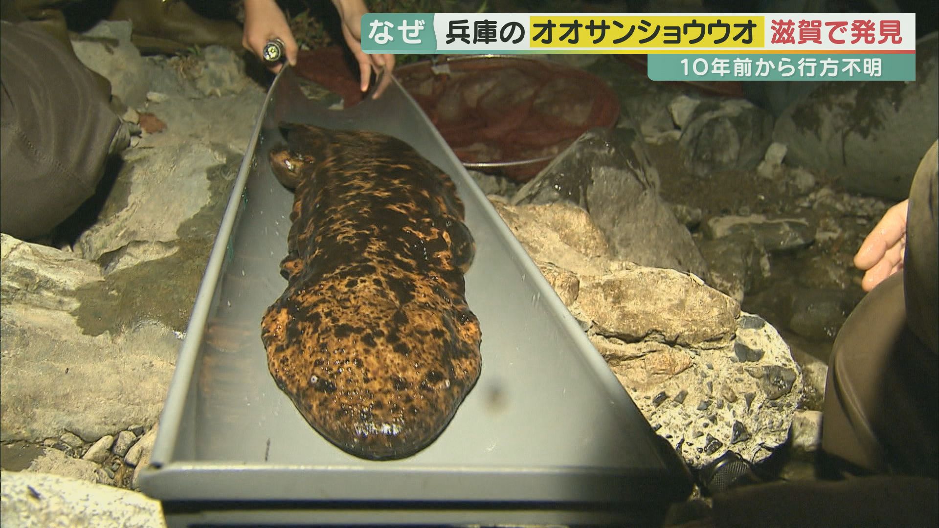 オオサンショウウオ生息数 - 221205 6j Sansyouo17