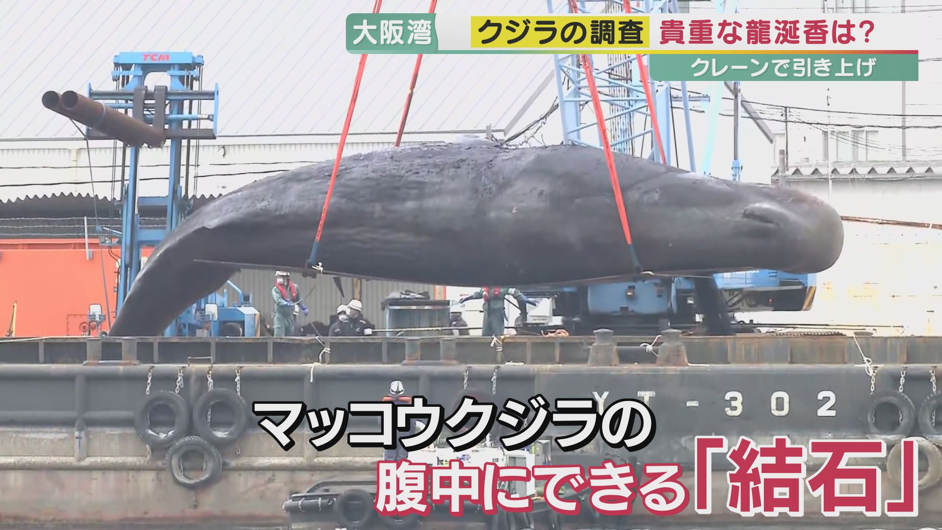 体長15メートル・体重40トン　大阪湾の