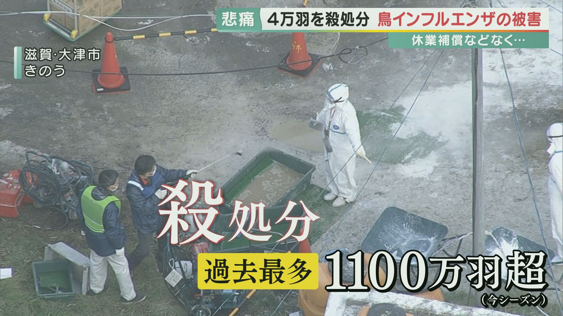 「たった５羽の死で4万羽を殺処分」養鶏場は今・・・相次ぐ鳥インフルエンザで卵の値段も高騰　生産者へも休業補償などなく　鳥と生産者をどう守るのか