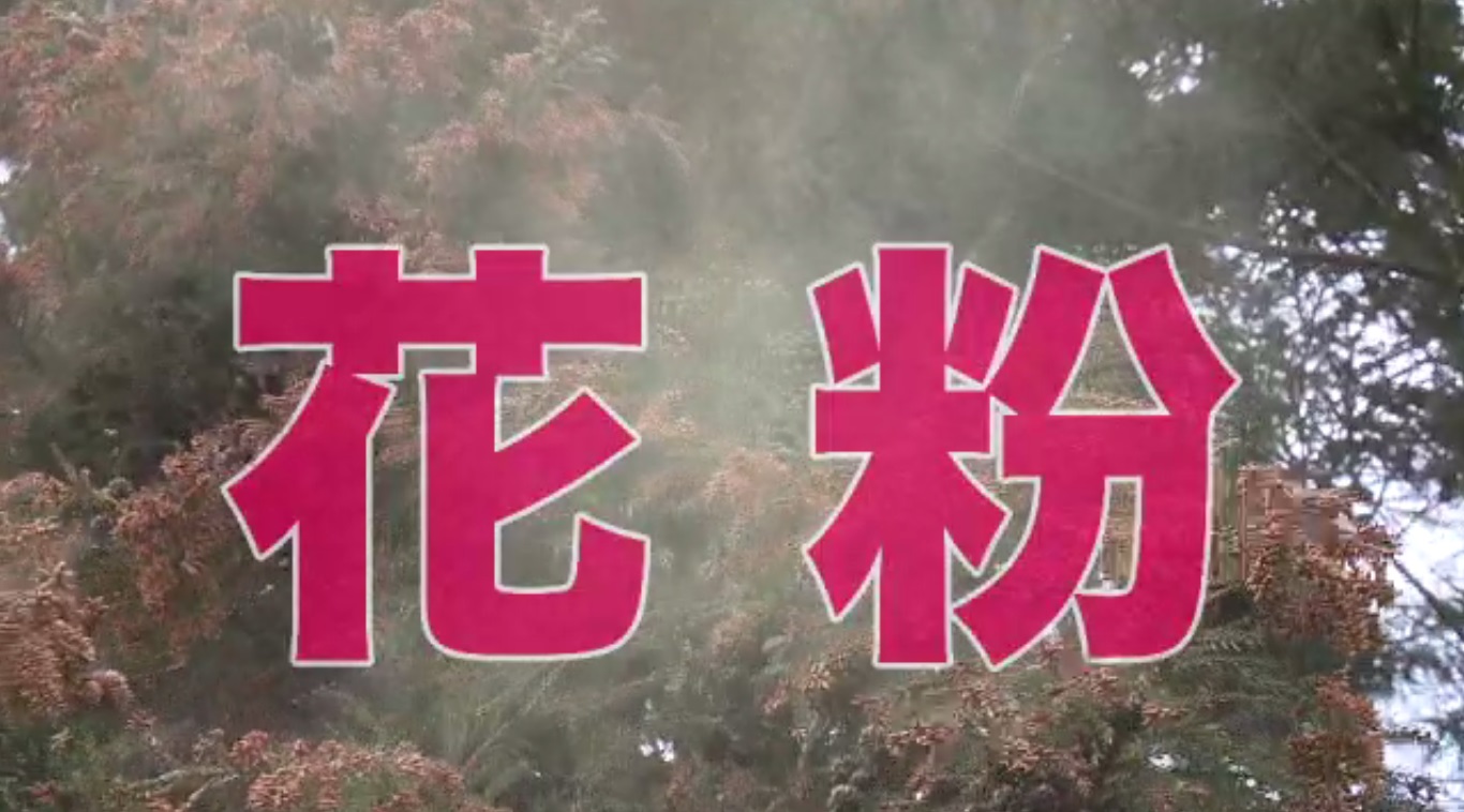 岸田首相が“我が国の社会問題”と呼ぶ「花粉症」　解決の秘策“少花粉スギ”　研究の最前線から生中継