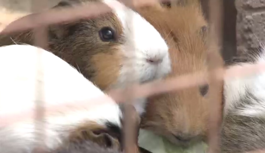 “ふれあい”体験やめます　「動物の幸せ」ファーストで“持続可能”な動物園目指す　アニマルのストレス減らす京都市動物園「動物福祉」の取り組みとは？