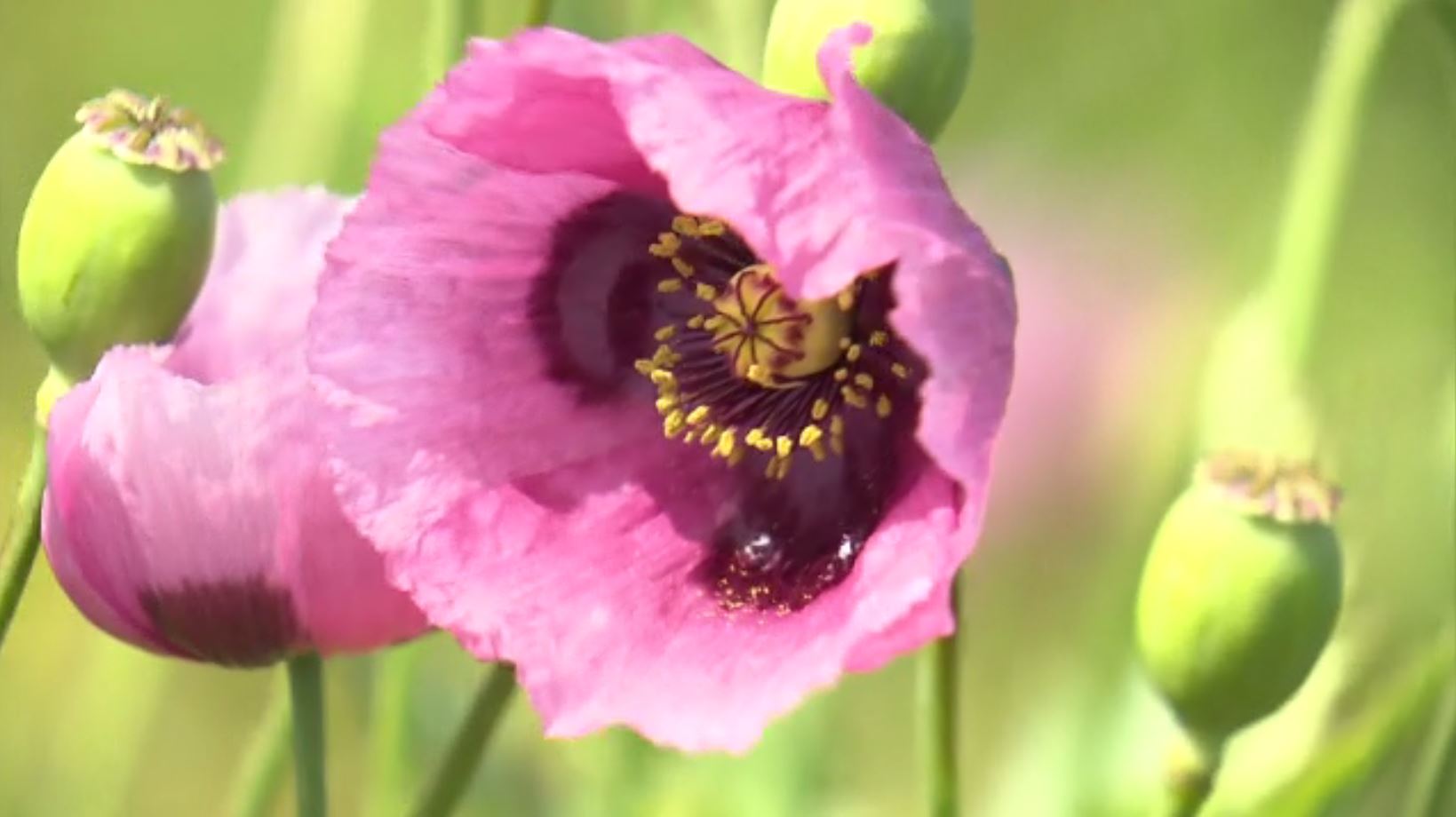 【それ違法です】淡路島のあちこちで“危険な花”「アツミゲシ」が大量自生…麻薬やアヘンの原料となるケシの花の一種　兵庫県が撤去に乗り出す事態で「注意呼び掛け」 | 特集 | 関西テレビニュース | ニュース | 関西テレビ放送 カンテレ