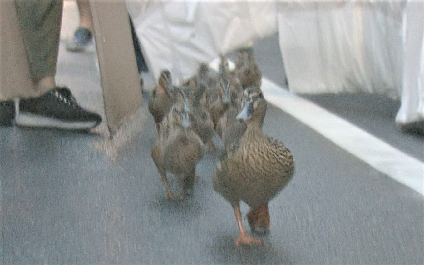 産んだ卵が食べられた…京都で恒例「カモ親子の引っ越し」に危機　住民も警察官も巻き込む大移動に密着