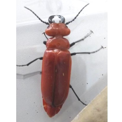 赤いクワガタ…ではありません　“幻の昆虫”「ヒラズゲンセイ」兵庫北部で発見　希少も毒あり『触るな危険』