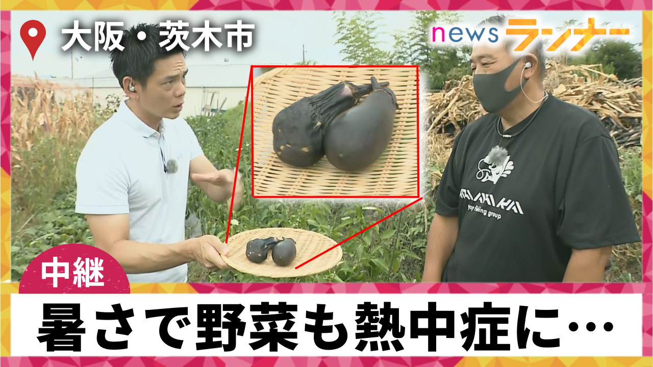「夜中もずっと働いています」野菜も熱中症…今年の暑さが農家を直撃、私たちの食卓への影響は？