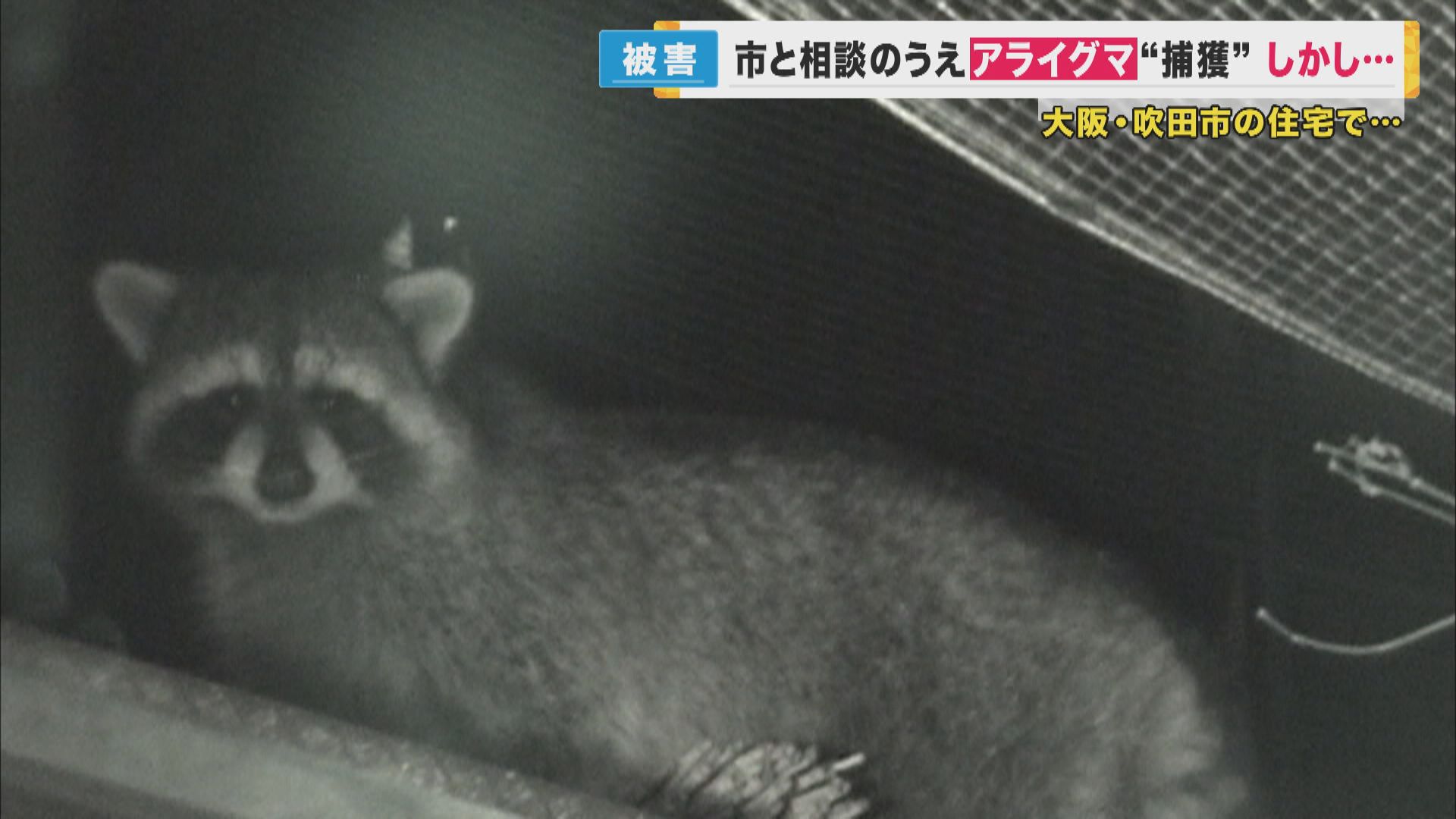 野生化したアライグマ　駆除対象の“特定外来生物”　捕獲するも“善意”で逃がす様子が防カメに