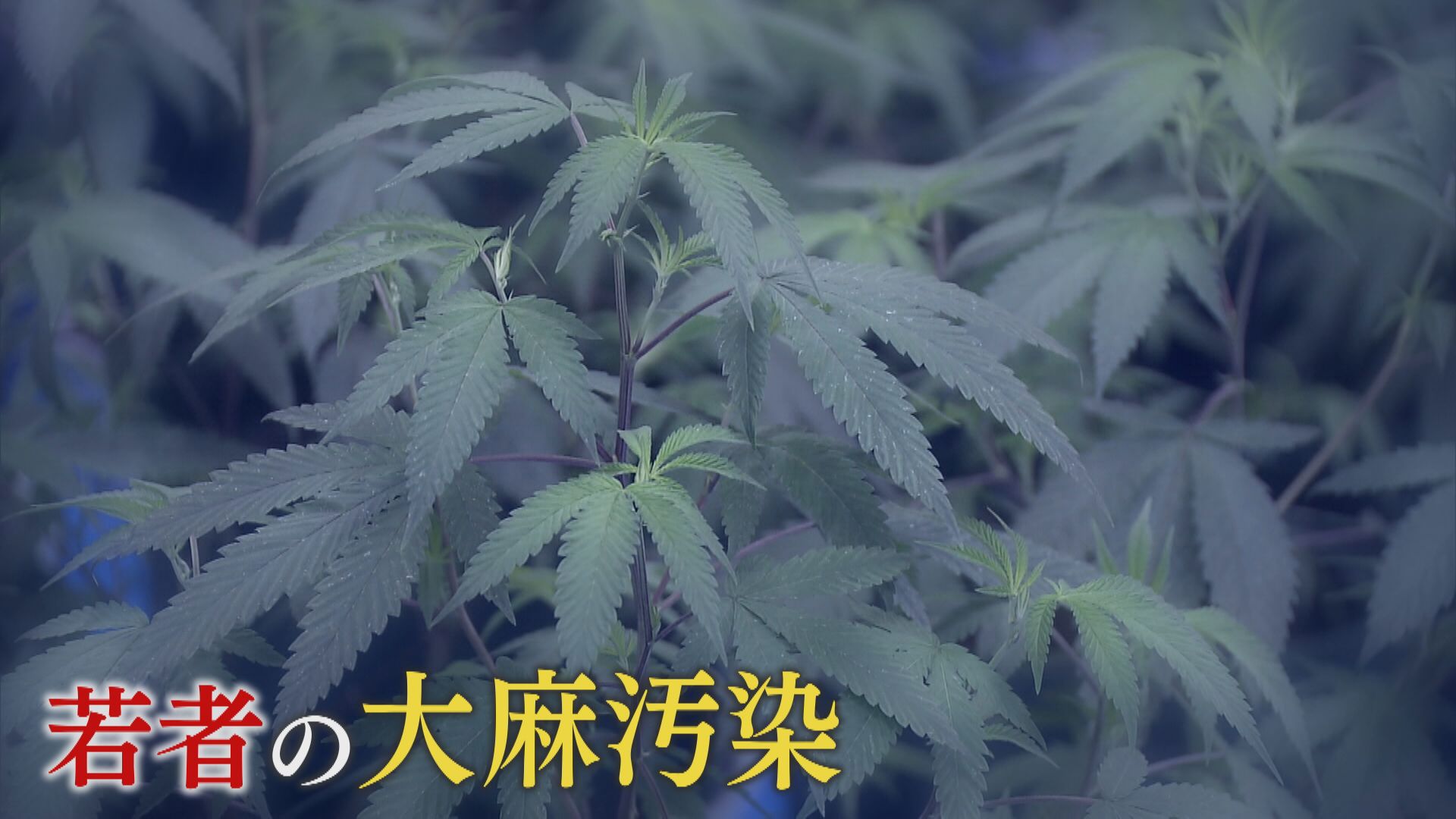 若者の間で広がる“大麻”汚染…20歳未満の検挙者数は9年で約15倍に　合法大麻に追いつかない法規制　「命を落とす可能性」専門家も警鐘