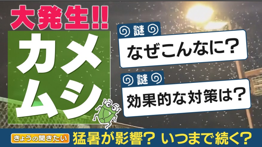 春に花粉が多いとカメムシも多い！？　大量発生のカメムシとの付き合い方　ポイントは“明り”でコントロール　あのにおいにはアルコールが有効
