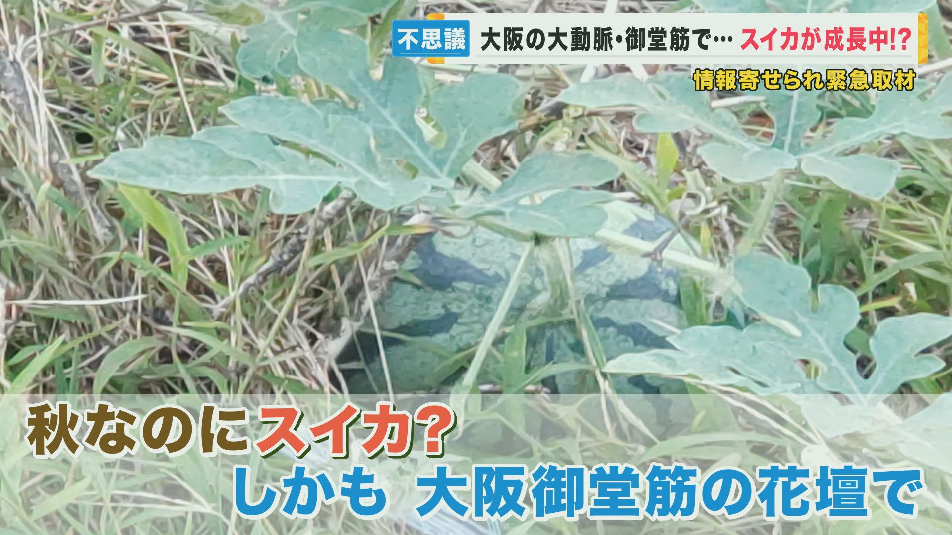 大阪・御堂筋の中央分離帯で育つ“ど根性スイカ”　専門家「これはすごい」とスイカを絶賛