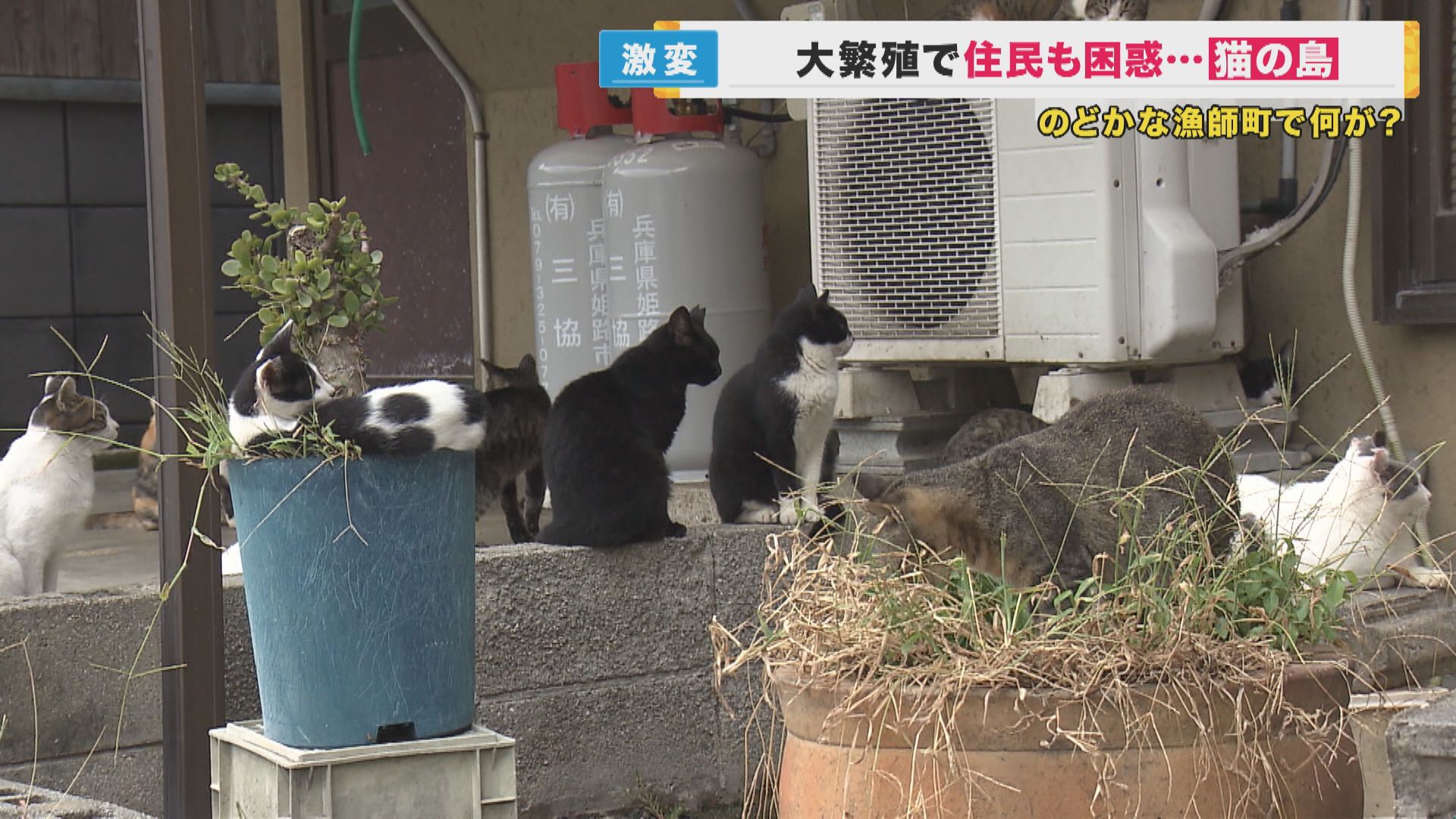 瀬戸内の“猫の島”　小さな島で猫が激増　フンの被害に「猫嫌いになりたくないけどイラっとする」　猫と共生の道はある？　“地域猫”活動の取り組み